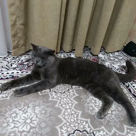 Кот шотландец