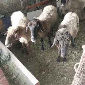 goýyn