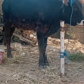 Öküz