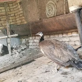 Tawus