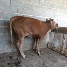 Twe