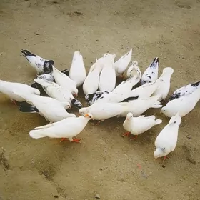 Kepderi