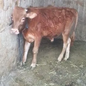 öküz