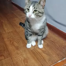 кот домашний