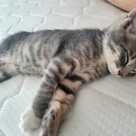 кот