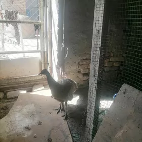 Тавус