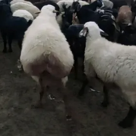 Goç