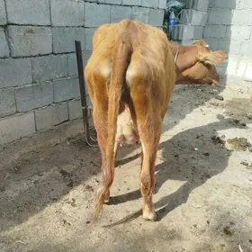 goleli sygyr