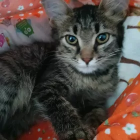котенок