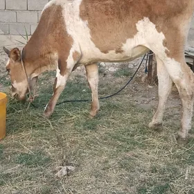 tüwe