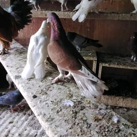 kepderi