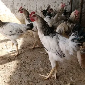 horaz