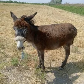 eşek
