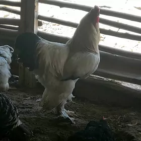 Brama horaz