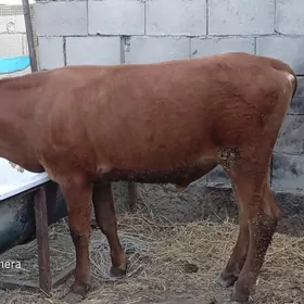 ÖKÜZ