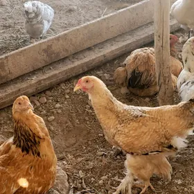 Brama towuklar