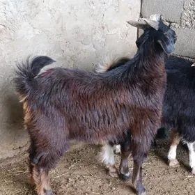 Gurat çewis