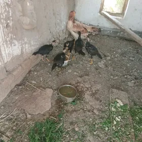 байсы жуже