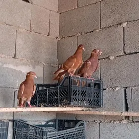 kepderi