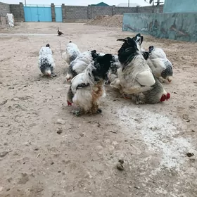 Brama yumurtga