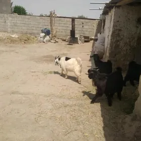 semiz çewyşler