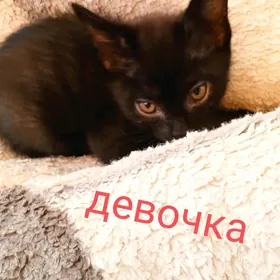 котенок