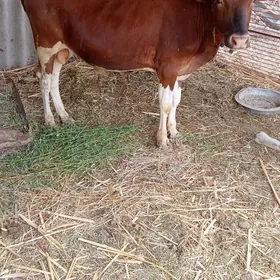 okiz