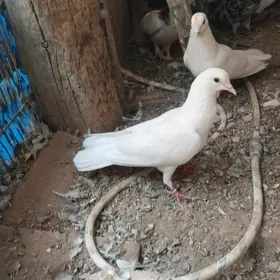 kepderi
