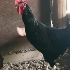 satlyk jersgi gigant