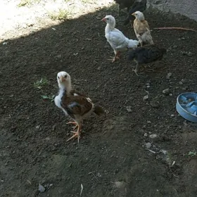 Juje Peşmek guşlar