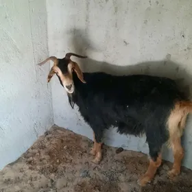 owlakly geçi