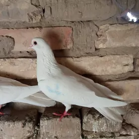 kepderi