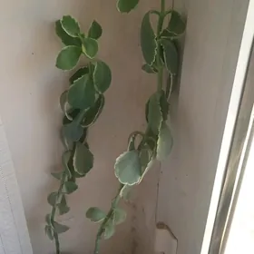 цветы