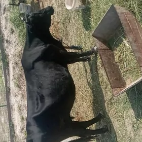 bogaz sygyr