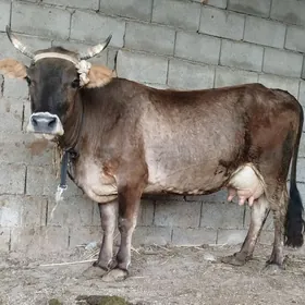 GÖLELİ SYGYR
