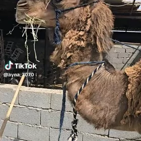 Düýe