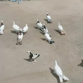 kepderi