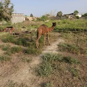 ogşyk