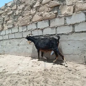 Geçi