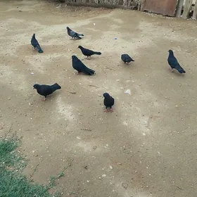 kepderi
