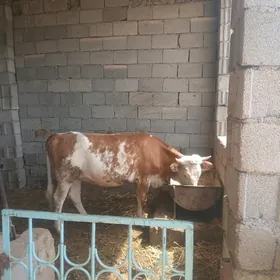 bogoz sygyr