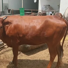 Sygyr