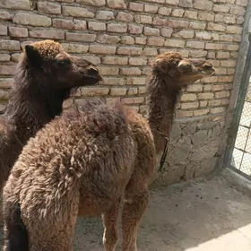 кошек