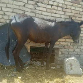 Eşek