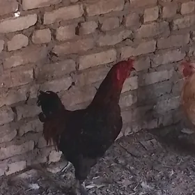 Horaz