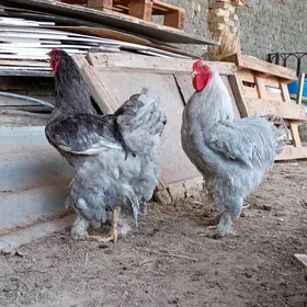 brama.blu.brama.lawanda.horaz