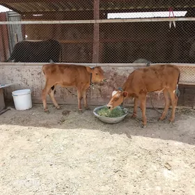 öküz