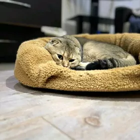 шотландский вислоухий