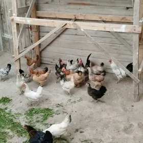 Towuklar&Horozlar 