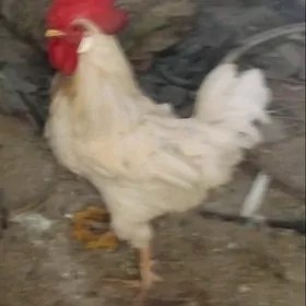 towyk hozar